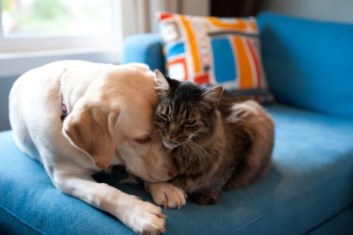 even-dogs-and-cats-can-get-dementia-heres-how-to-help-prevent-it-1200x800_c