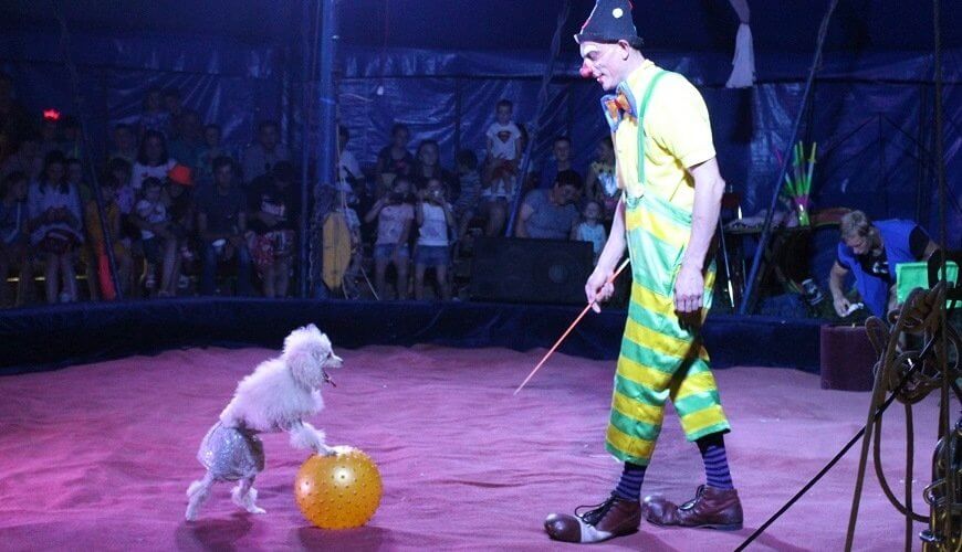 В Острозі виступатиме цирк із тваринами