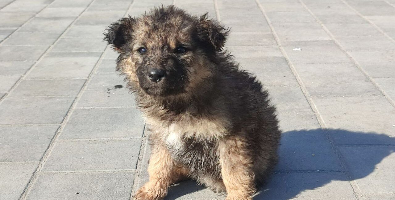 Потрібен дім: в Острозі небайдужі врятували налякане цуценя та шукають йому сім’ю